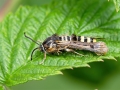 Pennisetia hylaeiformis