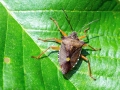 Pentatoma_rufipes.jpg