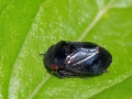 Penthimia_nigra.jpg