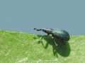 Perapion_violaceum.jpg