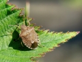 Peribalus strictus