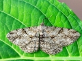 Peribatodes rhomboidaria