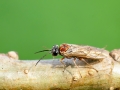 Periclista_albida_Weibchen.jpg