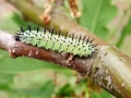 Periclista lineolata