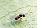 Periclistus brandtii