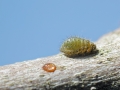Periphyllus acericola