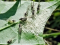 Periphyllus_aceris.jpg