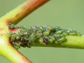 Periphyllus_testudinaceus.jpg