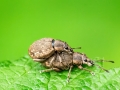 Peritelus_sphaeroides_Paarung.jpg