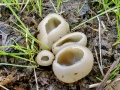 Peziza vesiculosa