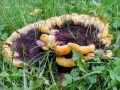Phaeolus_schweinitzii.jpg