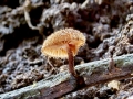 Phaeomarasmius erinaceus