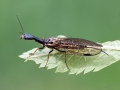 Phaeostigma_notata_Weibchen.jpg