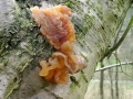Phaeotremella_foliacea.jpg