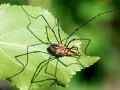 Phalangium opilio