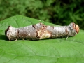 Phalera_bucephala.jpg