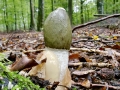 Phallus_impudicus.jpg