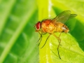Phaonia_pallida_Maennchen.jpg