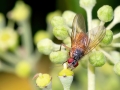 Phaonia_rufiventris_Weibchen.jpg