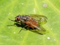 Phaonia subventa