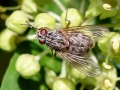 Phaonia valida