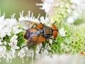 Phasia aurigera
