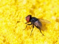 Phasia_cf_pusilla.jpg