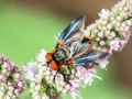 Phasia_hemiptera_Maennchen.jpg