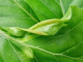 Phegomyia_fagicola.jpg