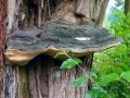 Phellinus igniarius