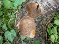 Phellinus_pomaceus.jpg