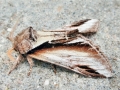 Pheosia gnoma