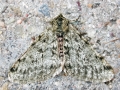 Phigalia pilosaria