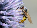 Philanthus triangulum
