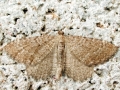 Philereme vetulata
