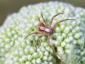 Philodromus cf. collinus
