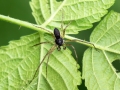 Philodromus_dispar_Maennchen.jpg