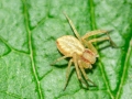 Philodromus_rufus_agg.jpg