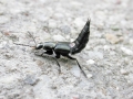 Philonthus_cognatus.jpg