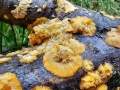 Phlebia radiata