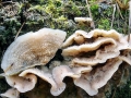 Phlebia tremellosa