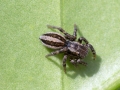 Phlegra_fasciata.jpg