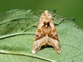 Phlogophora_meticulosa.jpg