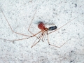Pholcus_phalangioides_Weibchen.jpg