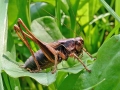 Pholidoptera griseoaptera