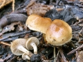 Pholiota_carbonaria.jpg