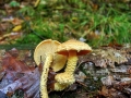 Pholiota_flammans.jpg