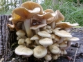 Pholiota_gummosa.jpg
