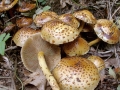 Pholiota_jahnii.jpg