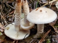 Pholiota_lenta.jpg